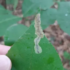 Pecan Leafminer Moth thumbnail 1