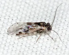 Hyalopsocus striatus thumbnail 3