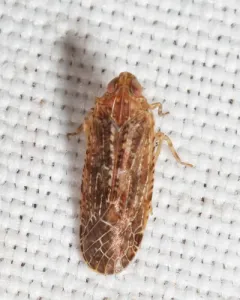 Catonia pumila thumbnail 1