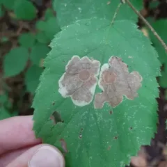 Hazel Blotchminer thumbnail 1