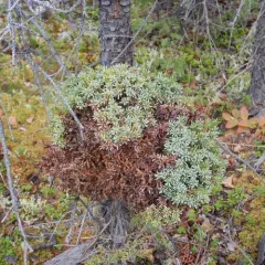 spruce witch's broom rust thumbnail 4
