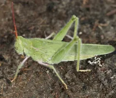Green Fool Grasshopper thumbnail 2