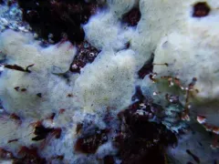 Northern White Crust thumbnail 4