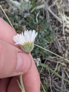 Buff Fleabane thumbnail 3