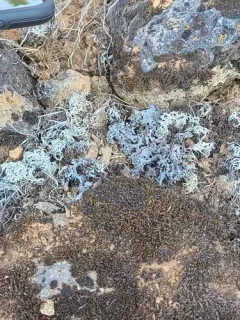 Aspicilia californica thumbnail 2