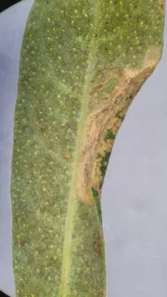 Caloptilia asplenifoliatella thumbnail 4