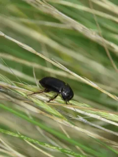 Piosoma setosum thumbnail 2