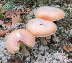 Salmon Amanita thumbnail 2