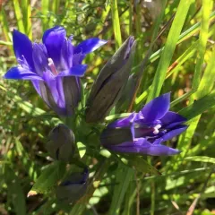 downy gentian thumbnail 4