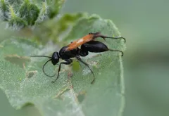 Cryptocheilus terminatus thumbnail 3