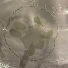 Common Freshwater Jellyfish thumbnail 2