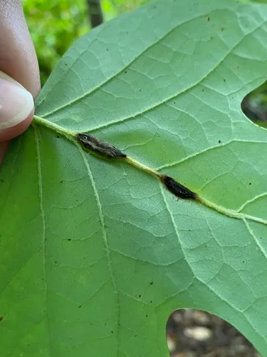 Resseliella tulipiferae