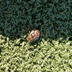 Spined Soldier Bug thumbnail 4