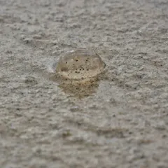 Sea Gooseberry thumbnail 3