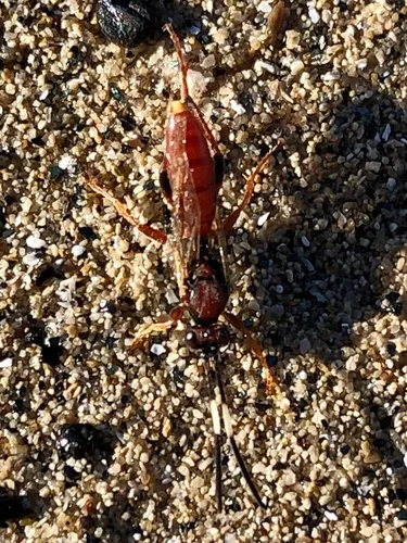 Aoplus velox