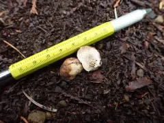 Fall Oregon white truffle thumbnail 4