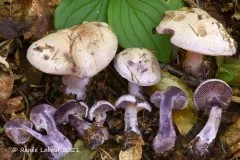 Thaxterogaster porphyropus thumbnail 2