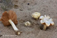 Inocybe sambucina thumbnail 2