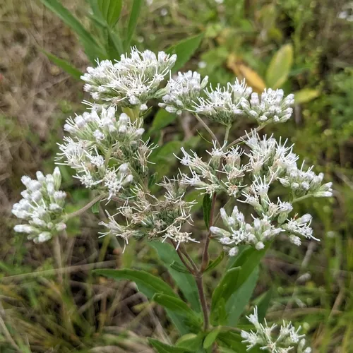 tall boneset