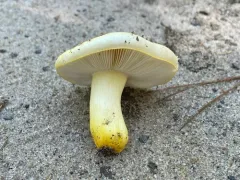 Russula flavida thumbnail 2
