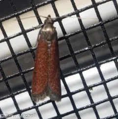 Rusty Varneria Moth thumbnail 4