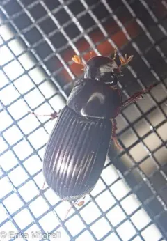Night-flying Dung Beetle thumbnail 2