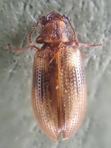 Derodontus trisignatus