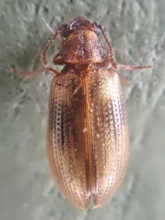 Derodontus trisignatus thumbnail 1