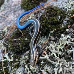 Common Five-lined Skink thumbnail 4