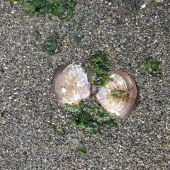 Purple Mahogany Clam thumbnail 3