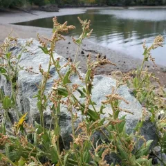 Creeping Saltbush thumbnail 2