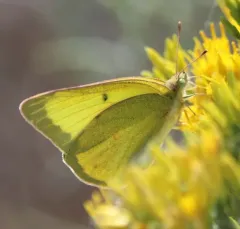 Queen Alexandra’s Sulphur thumbnail 3