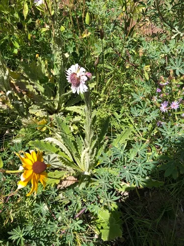 Purple African Thistle