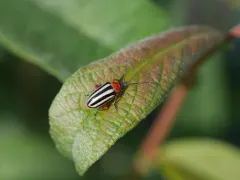 Disonycha latiovittata thumbnail 3