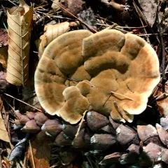 Woolly Velvet Polypore thumbnail 2