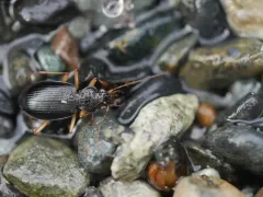 Nebria eschscholtzii thumbnail 2