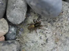 Allocosa subparva thumbnail 2