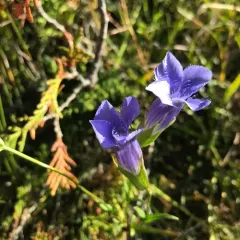 lesser fringed gentian thumbnail 4