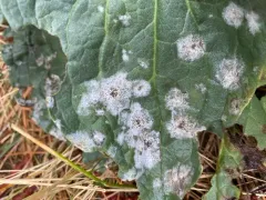 Hound's-Tongue Powdery Mildew thumbnail 4