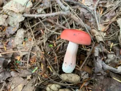 Russula peckii thumbnail 3