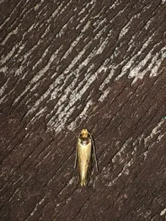 Dark-collared Tinea Moth thumbnail 2