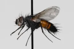 Aphria ocypterata thumbnail 3