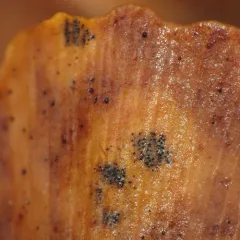 Ginkgo Spot thumbnail 2