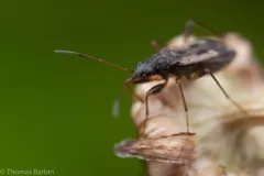 Ligyrocoris latimarginatus thumbnail 3