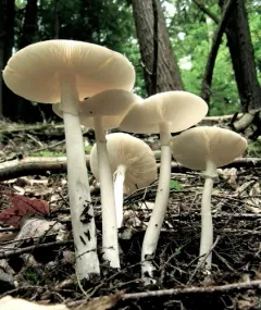 Eastern North American Destroying Angel thumbnail 2