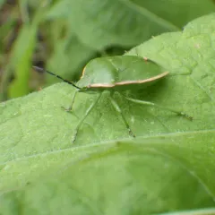 Chlorochroa persimilis thumbnail 1
