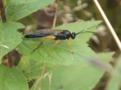Limerodops belangeri thumbnail 2