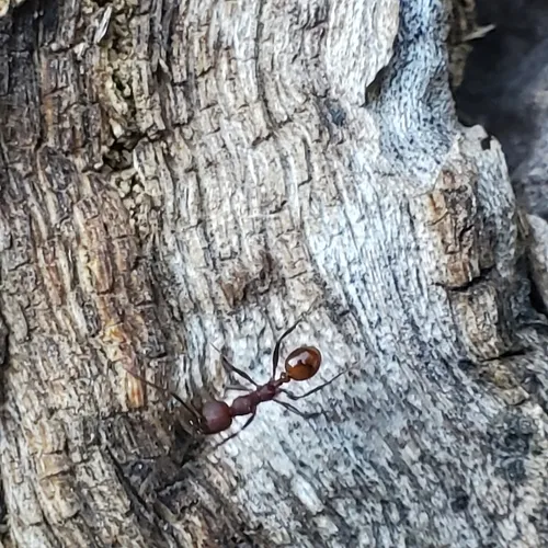 Tennessee Collared Ant