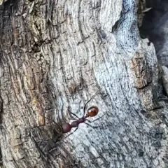 Tennessee Collared Ant thumbnail 1