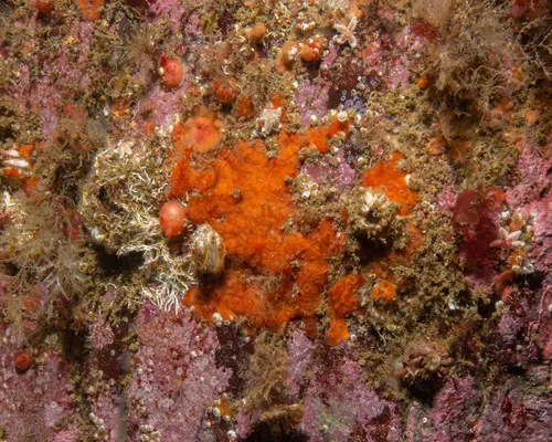Hymedesmia canadensis